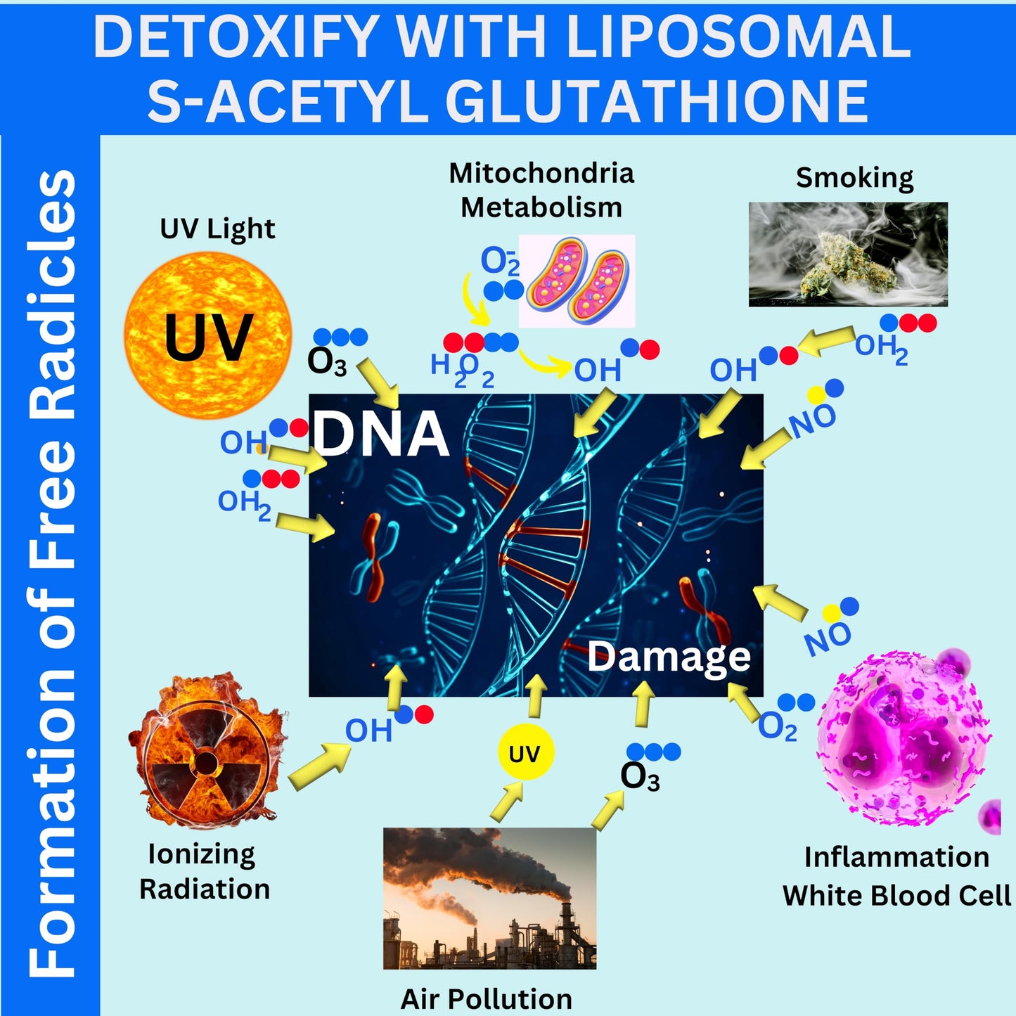 Nikoni Liposomal S-Acetyl L-Glutathione Resveratrol, Hyaluronic Acid & Collagen  Softgels