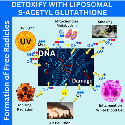 Nikoni Liposomal S-Acetyl L-Glutathione Resveratrol, Hyaluronic Acid & Collagen  Softgels