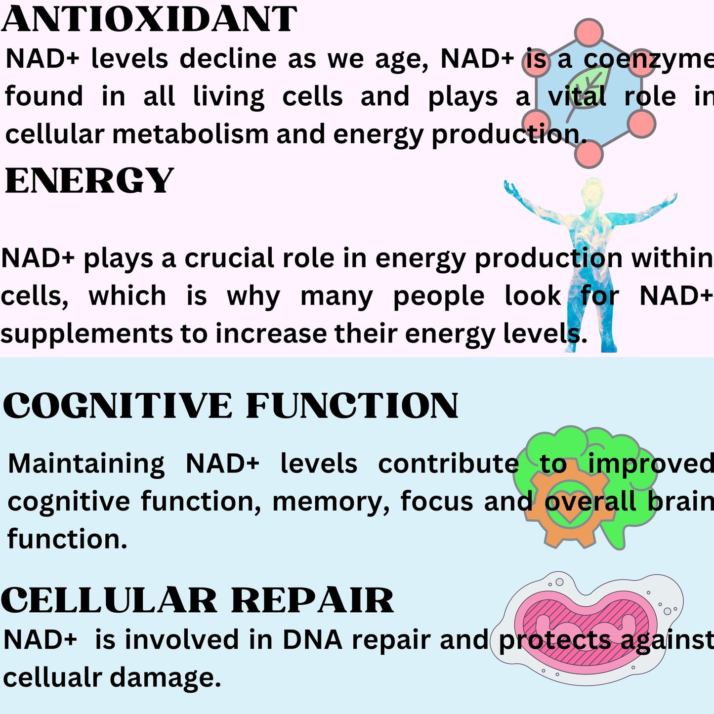 Nikoni Liposomal NAD+ 2000 mg with TMG and Pterostilbene Softgels